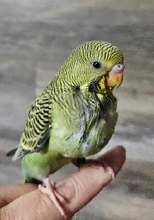 Budgie Babies - Photo 3