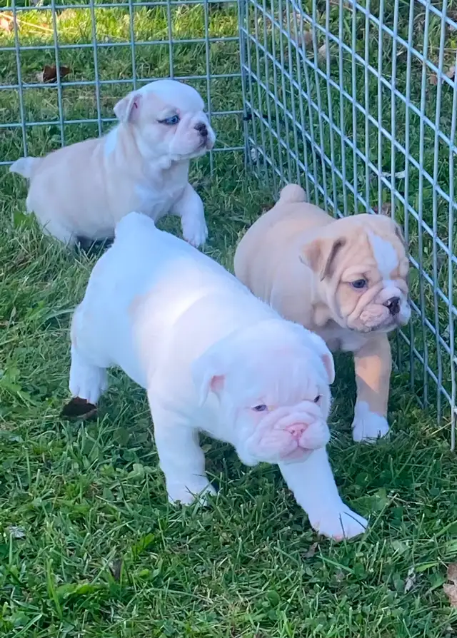English bulldog puppies