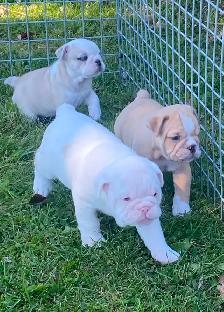 English bulldog puppies