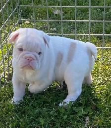 English bulldog puppies - Photo 2