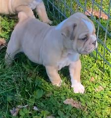 English bulldog puppies - Photo 3