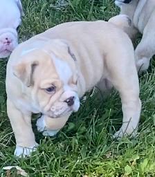 English bulldog puppies - Photo 4