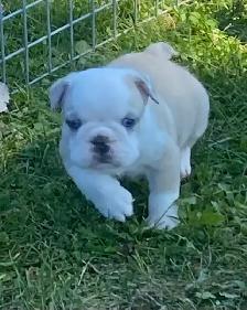English bulldog puppies - Photo 5