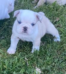English bulldog puppies - Photo 6