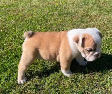 English bulldog puppies - Photo 7