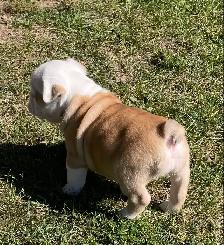 English bulldog puppies - Photo 8