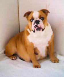 English bulldog puppies - Photo 9