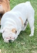 English bulldog puppies - Photo 10