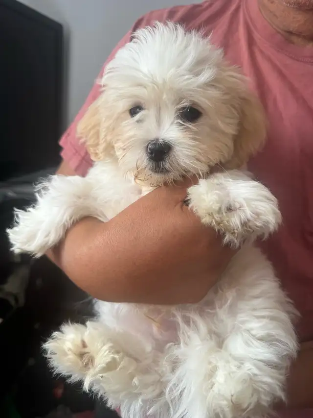 Shih Tzu Puppy