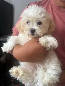 Shih Tzu Puppy