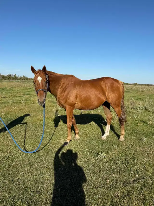 Geldings for Sale