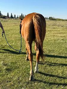 Geldings for Sale - Photo 2