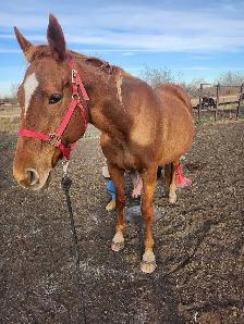 Geldings for Sale - Photo 3