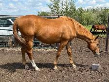 Geldings for Sale - Photo 4