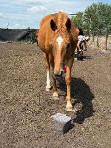 Geldings for Sale - Photo 5