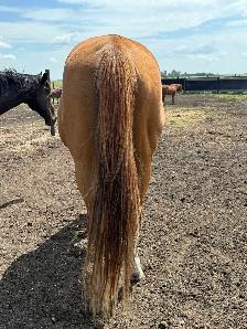 Geldings for Sale - Photo 6