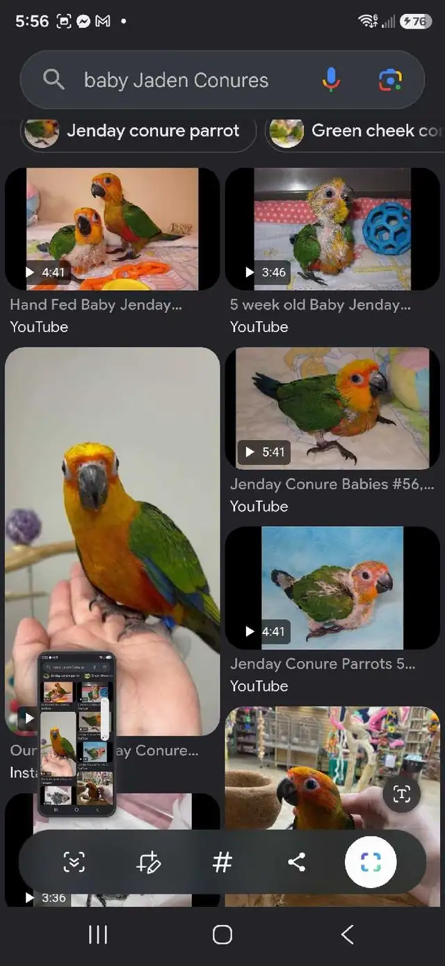 looking 4 baby jenday conure