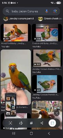 looking 4 baby jenday conure