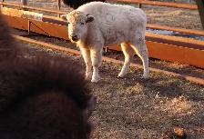 TETON - 4 YEAR OLD PROVEN WHITE BISON BULL - Photo 4