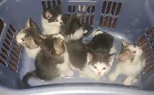 Kittens for sale