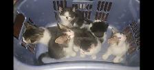 Kittens for sale - Photo 2