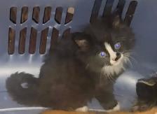 Kittens for sale - Photo 3