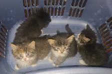 Kittens for sale - Photo 4