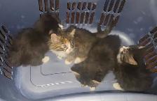 Kittens for sale - Photo 5