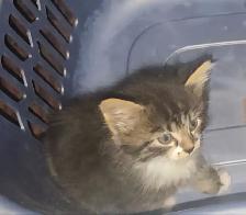 Kittens for sale - Photo 6