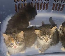 Kittens for sale - Photo 7