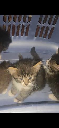 Kittens for sale - Photo 8