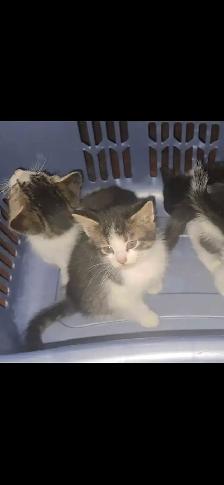 Kittens for sale - Photo 9