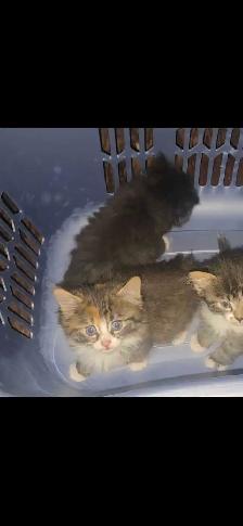 Kittens for sale - Photo 10