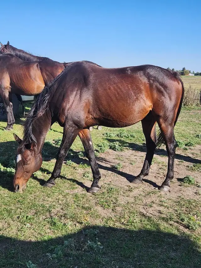 Gabbu - Gelding