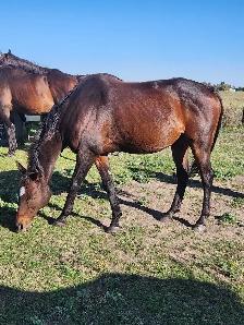 Gabbu - Gelding
