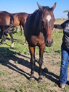 Gabbu - Gelding - Photo 2