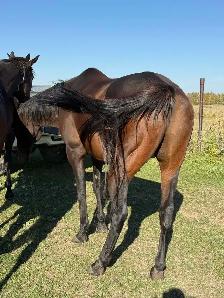 Gabbu - Gelding - Photo 3