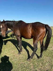 Gabbu - Gelding - Photo 4