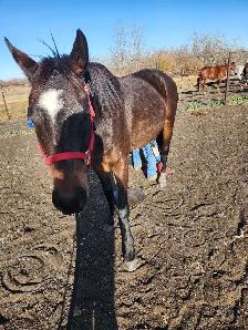 Gabbu - Gelding - Photo 5