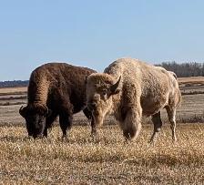 TETON - 4 YEAR OLD PROVEN WHITE BISON BULL FOR SALE - Photo 2