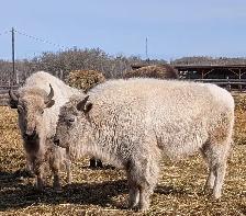TETON - 4 YEAR OLD PROVEN WHITE BISON BULL FOR SALE - Photo 3