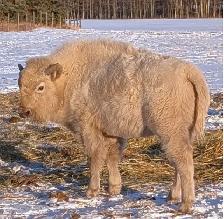 TETON - 4 YEAR OLD PROVEN WHITE BISON BULL FOR SALE - Photo 4
