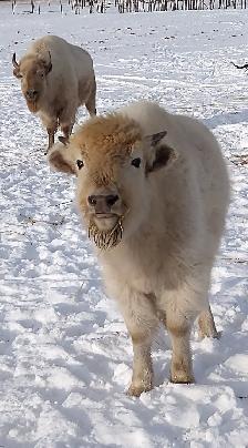 TETON - 4 YEAR OLD PROVEN WHITE BISON BULL FOR SALE - Photo 5