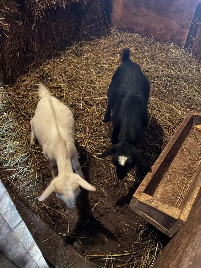 Pygmy male goats
