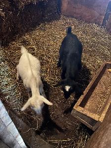 Pygmy male goats