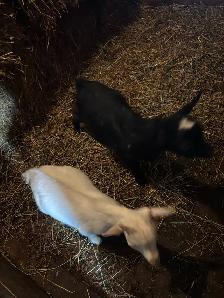 Pygmy male goats - Photo 2