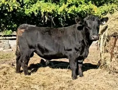 BULLS FOR SALE OR RENT