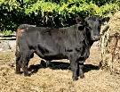 BULLS FOR SALE OR RENT
