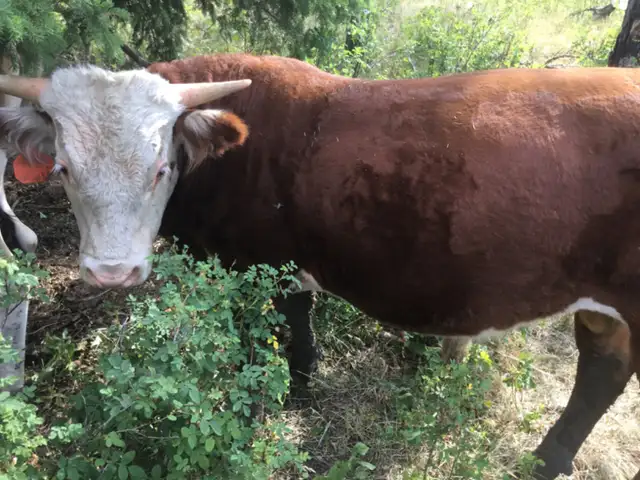 Hereford bull