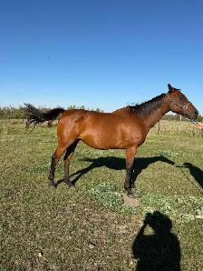 Butch - Gelding